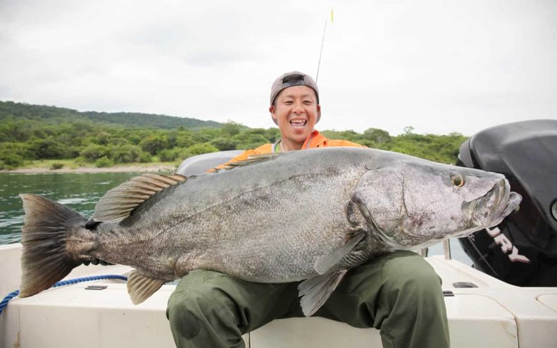 Large tanganyikan perch caught by fisherman in Lake Tanganyika