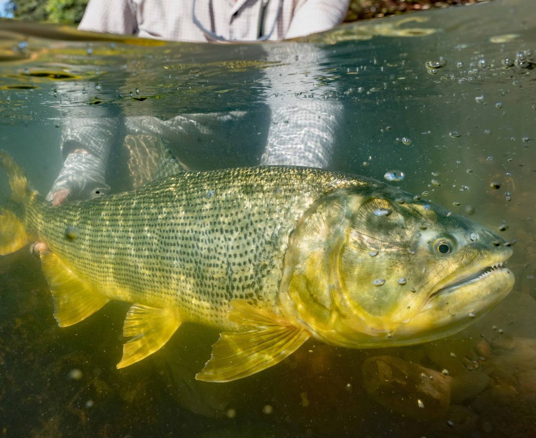 Tsimane Golden Dorado Fishing Trip