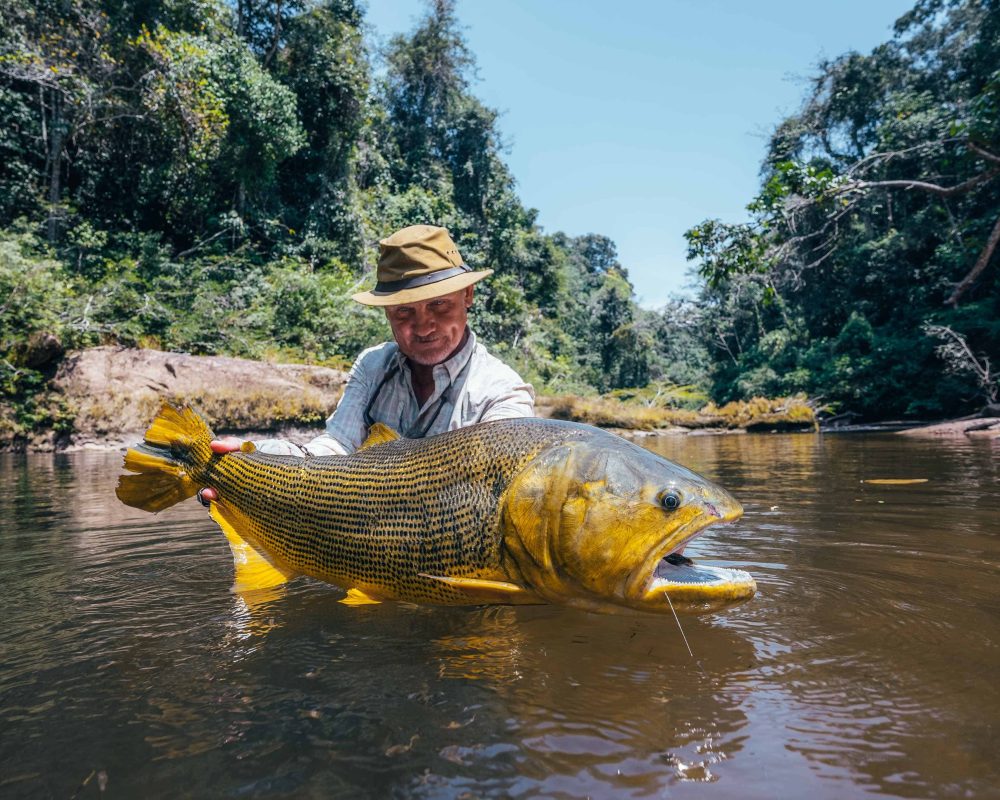 Golden dorado fly fishing in Bolivia at Tsimane