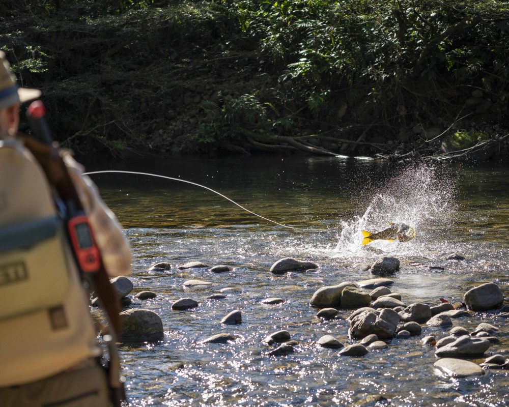 Golden Dorado Fly Fishing in Bolivia