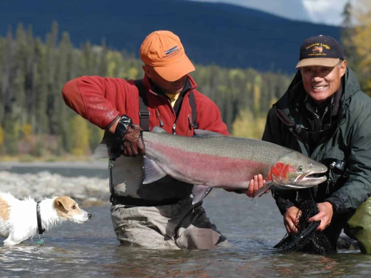 steelhead