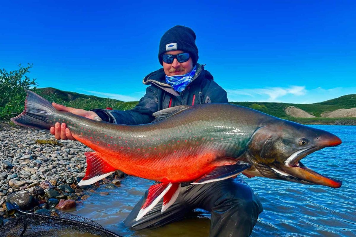 Tree River Arctic Char