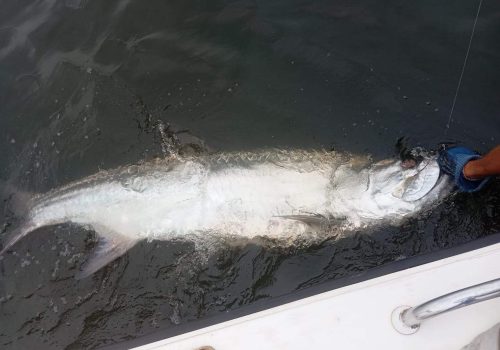 Angler holding Tarpon caught at Skimmer Island in Cabinda Angola