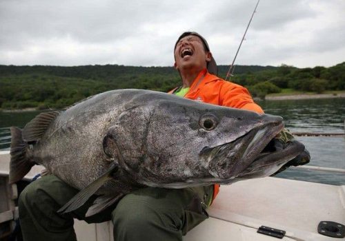 massive tanganyikan perch caught at ndole bay