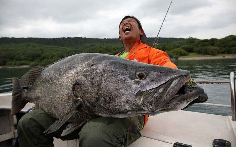 massive tanganyikan perch caught at ndole bay