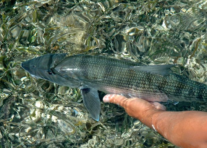 fly fishing in cuba