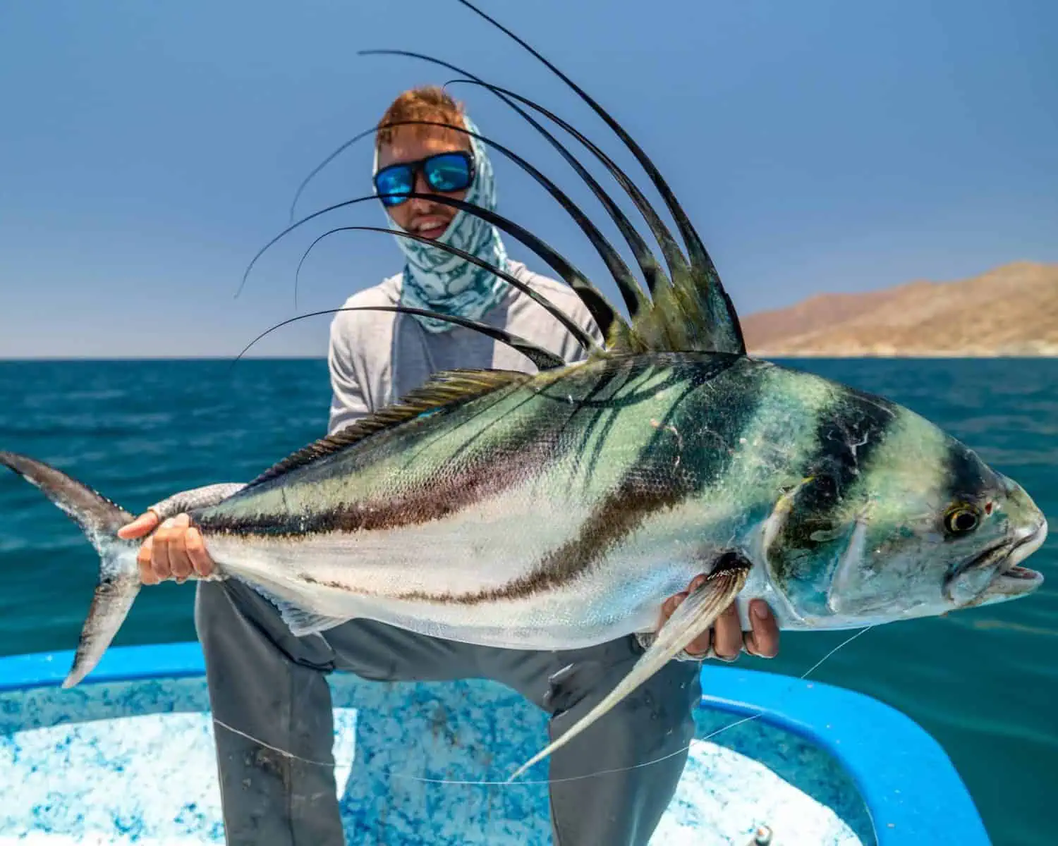 baja roosterfish