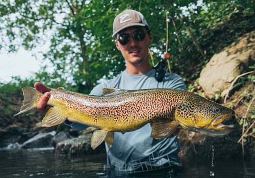angler holding beautiful marble trout in slovenia