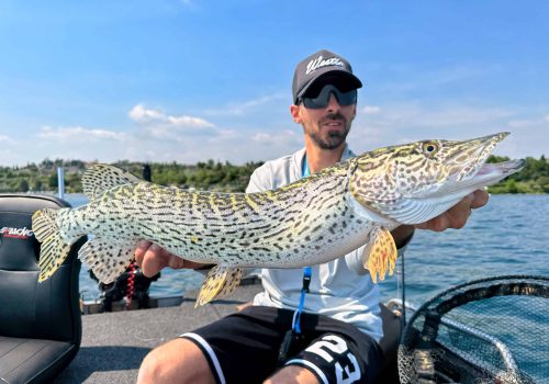 beautiful italian pike caught by angler