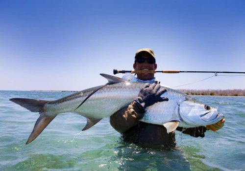 large tarpon on cuba fly fishing trip