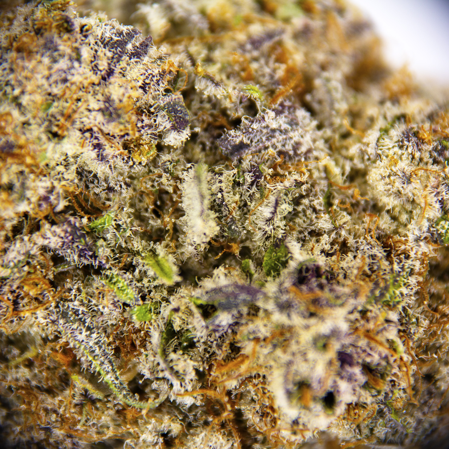 Code Orange AAAA - Image 2