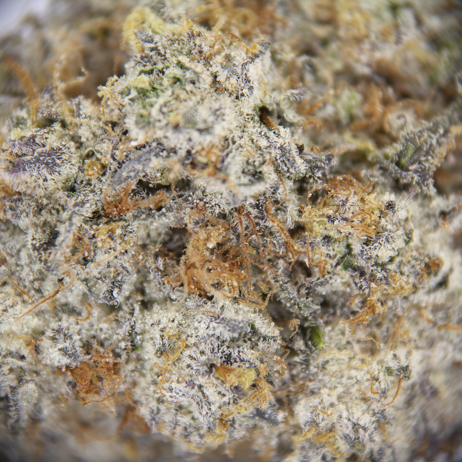 Royal Jelly AAAA - Image 2