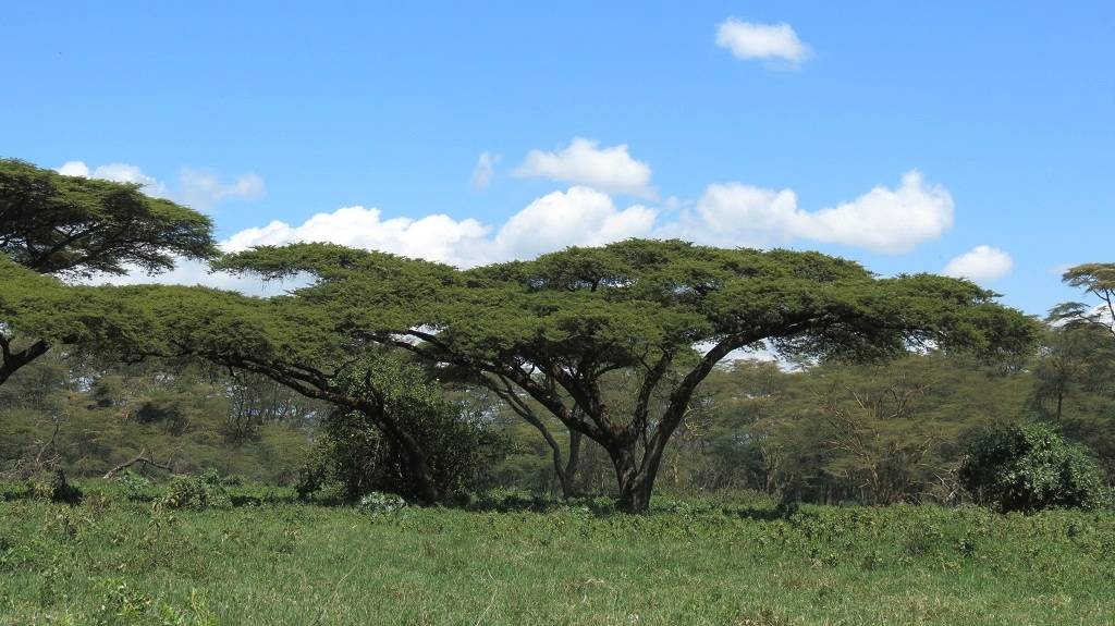 Acacia trees East Africa