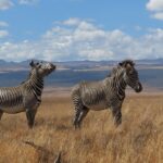 Best Kenya Safari tours since 1999 overview