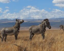 Best Kenya Safari tours since 1999 overview