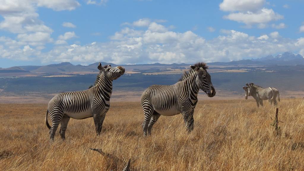 Super Kenya Safari tours since 1999 overview