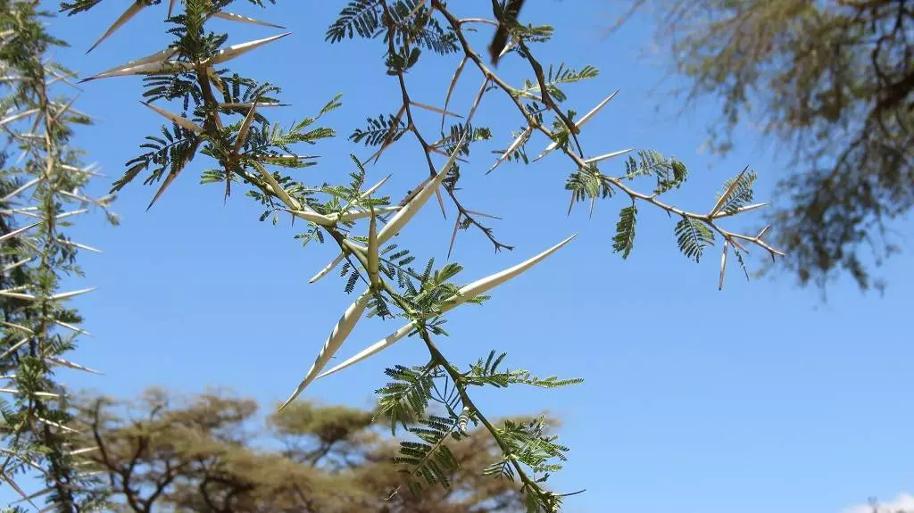 River acacia