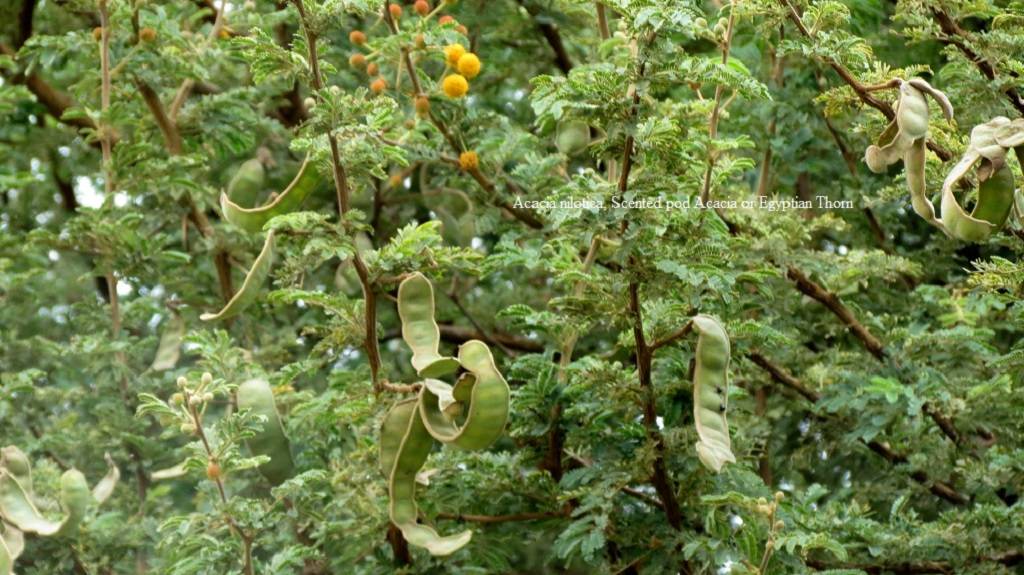 Scented pod acacia sp subalata