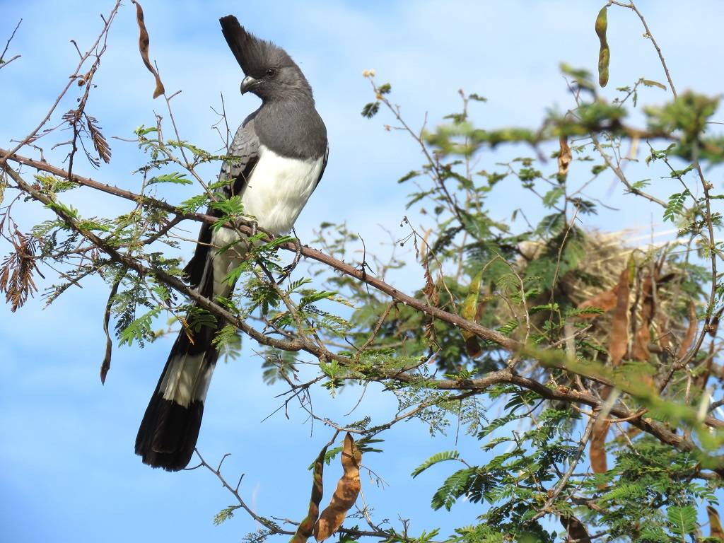 Vachellia brevispica