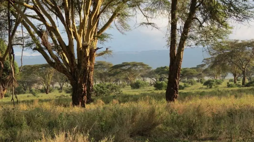 Yellow barked acacia