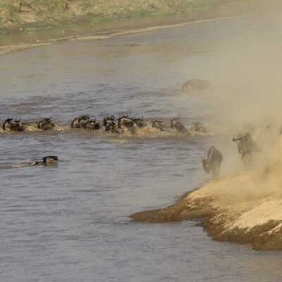 Great wildebeest migration – 24+ years of experience