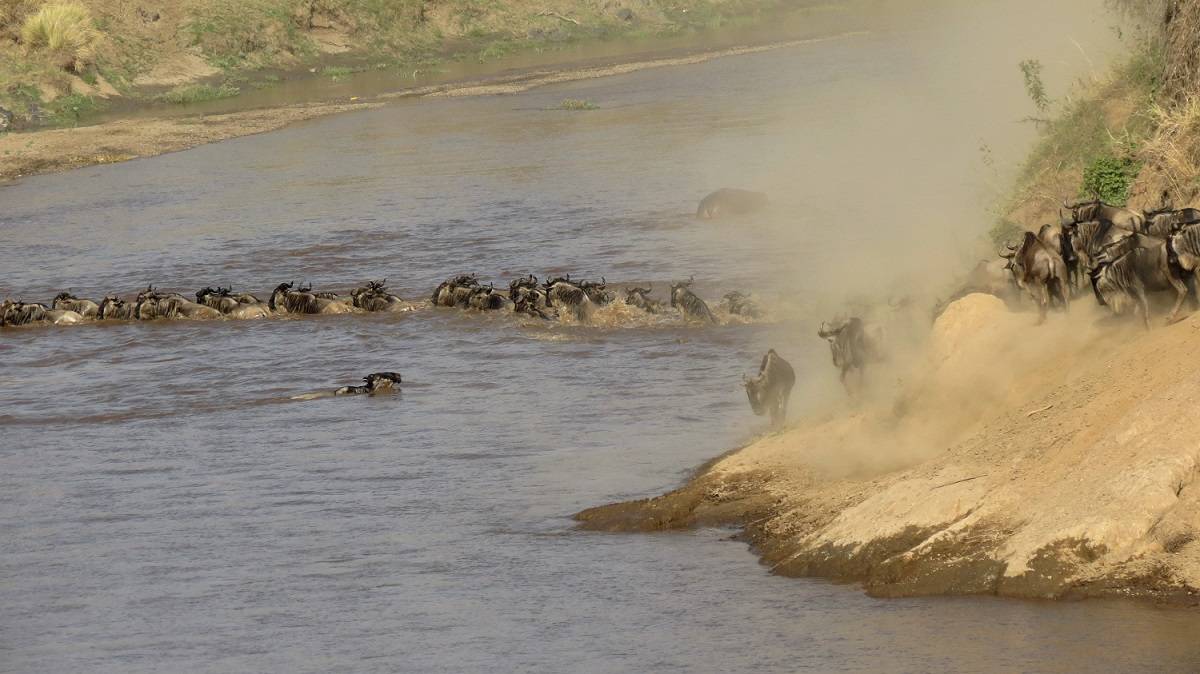 Exklusiv Gnu Wanderung Safari pur Masai Mara