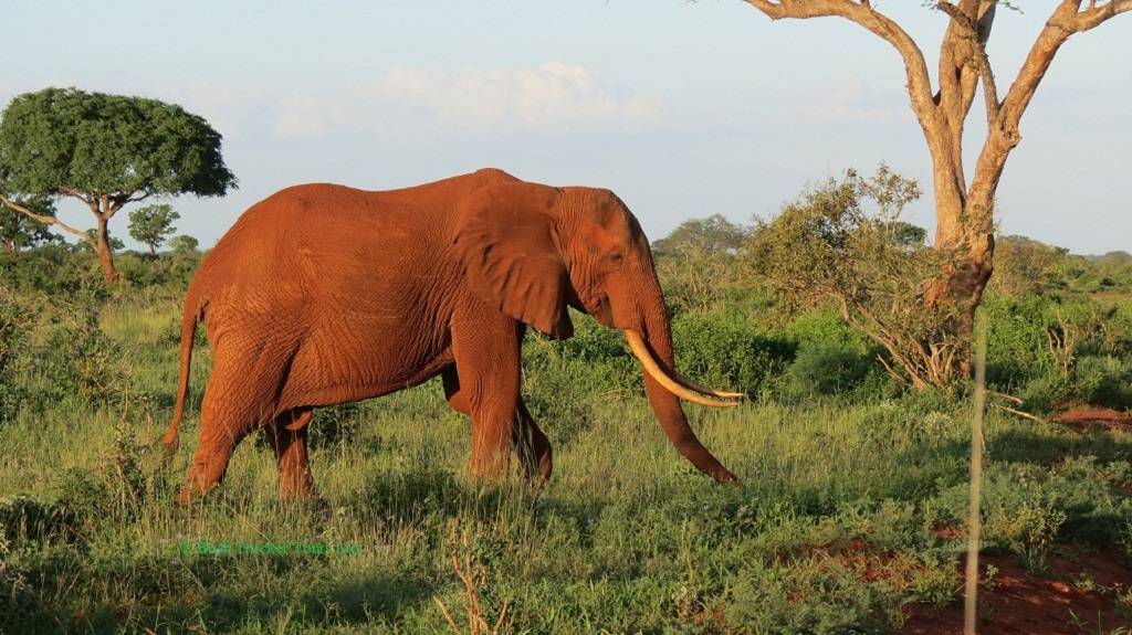 Super tolle Südost Kenia Safari 12 Tage
