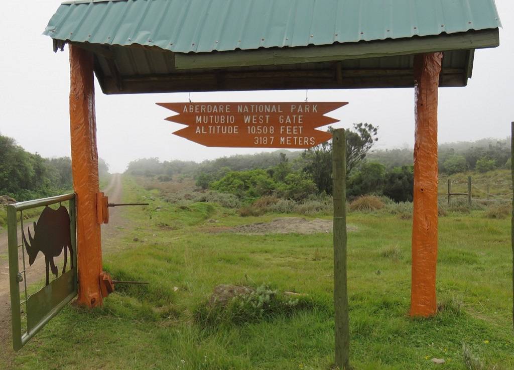 Migration, Masai Mara, Kenya, Safari