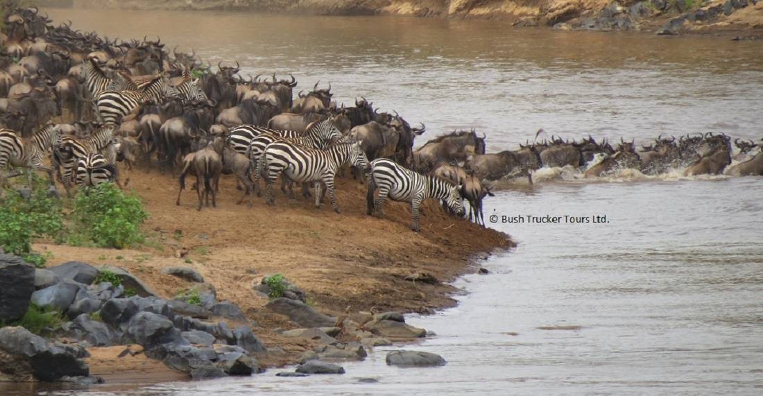 Migration, Masai Mara, Kenya, Safari