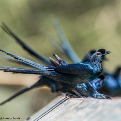 Brilliant endemische Vogelarten Kenia 14 Tage