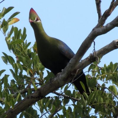 Super interessante Vogel Safari Kenia Nairobi bis Watamu 13 Tage