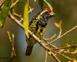 Grandiose ornithologische Kenia Safari Zentral und West 13 Tage