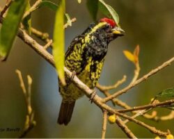 Grandiose ornithologische Kenia Safari Zentral und West 13 Tage