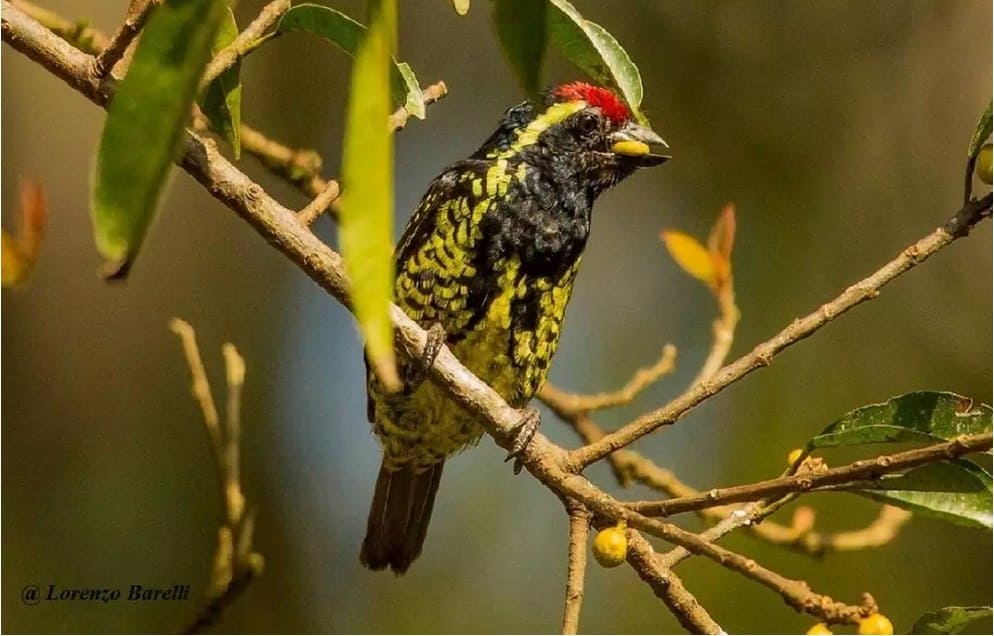 Grandiose ornithologische Kenia Safari Zentral-West 13 Tage