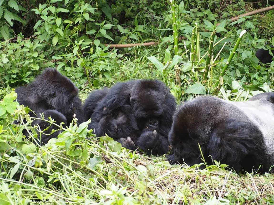 Beste Safari Uganda Gorillas und Schimpansen 15 Tage