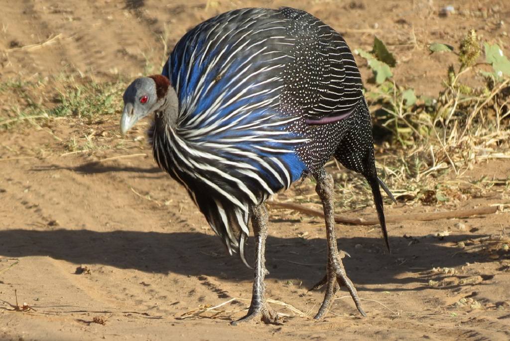 Vulturine Guineafowl