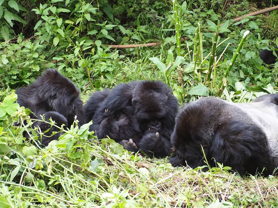 Stunning Uganda Safari impressive Gorillas and Chimpanzees