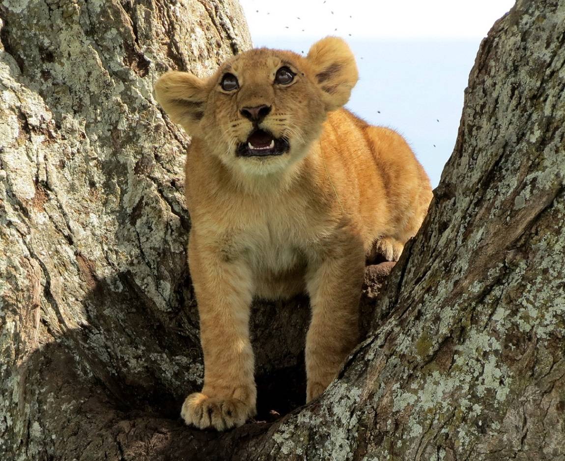 Tansania Nord Safari speziell