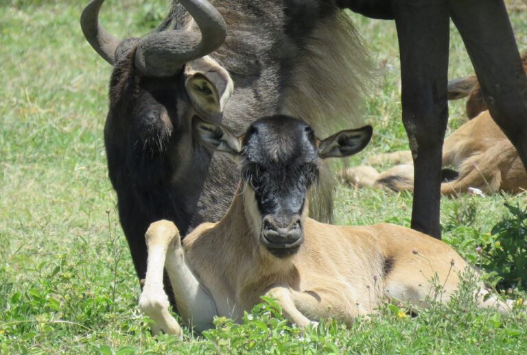 Wildebeest calving season