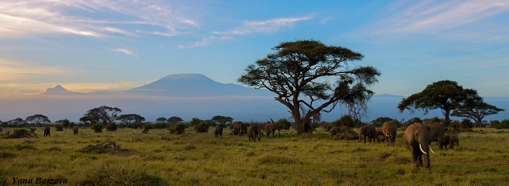 Kilimanjaro and elephants