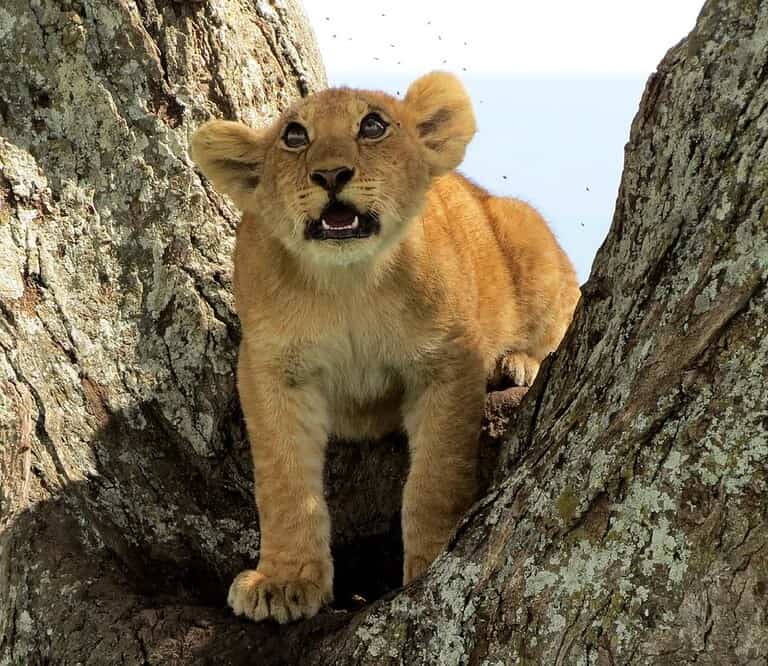 Tanzania Northern circuit astonishing 17 days