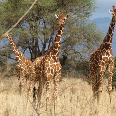 Contrasting savanna and mountain forest 14 days Kenya safari