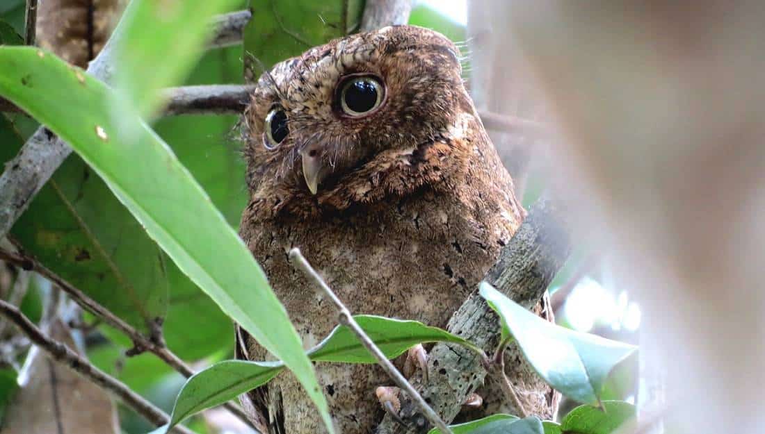 Arabuko Sokoke Forest