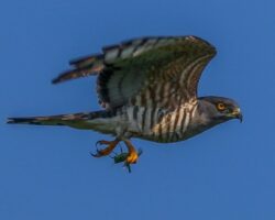 Birding Safaris East Africa over 1200 species