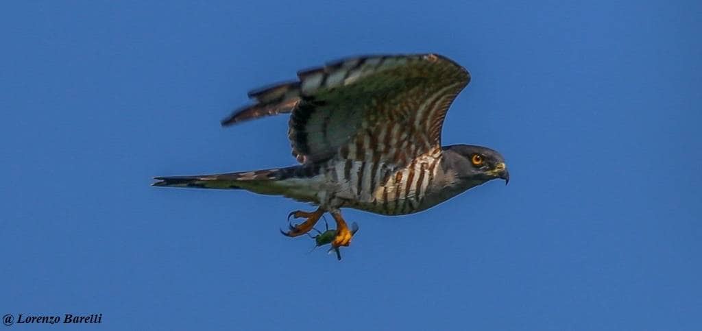 Birding Safaris East Africa