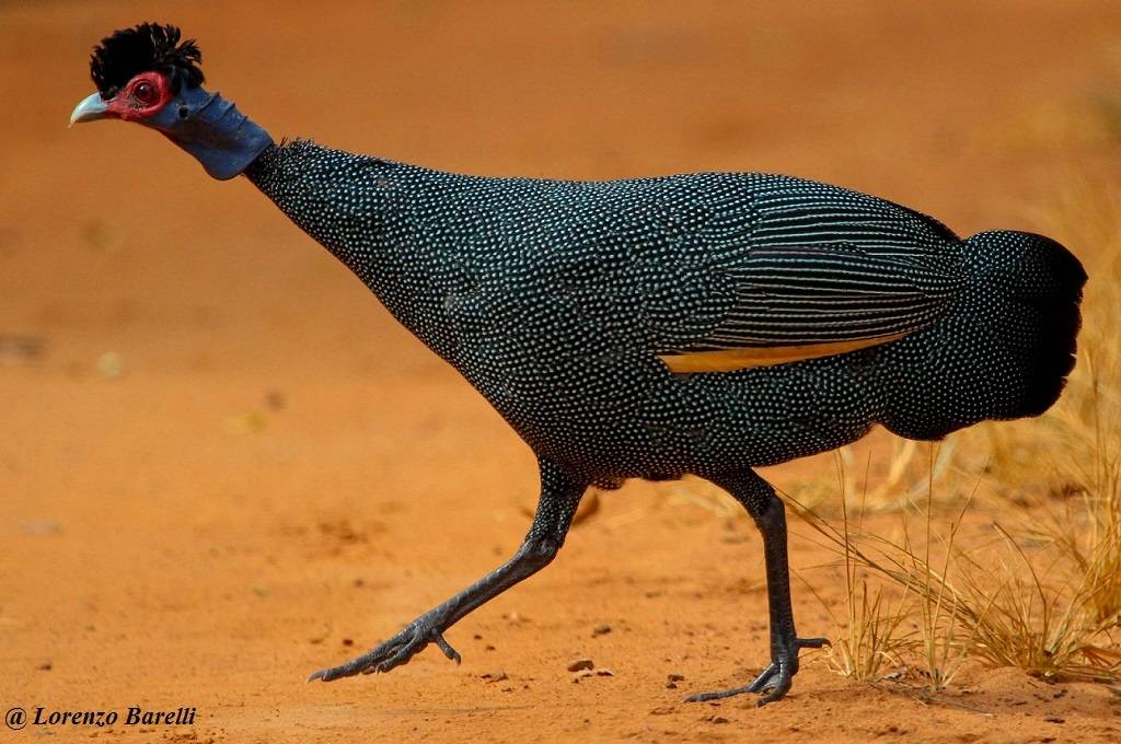 Vögel - Vogelarten in Kenia, Tansania, Uganda