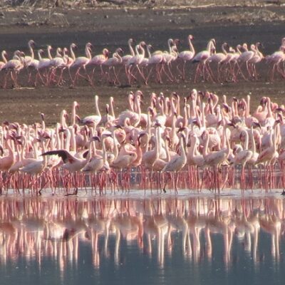Flamingos, Spoonbill, Ibis, Storks