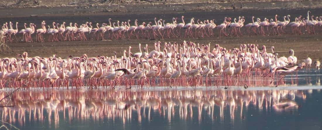 Flamingos am Bogoria See