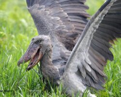 Schuhschnabel, Taucher, Tropikvogel, Kormorane, Schlangenhalsvogel, Pelikane