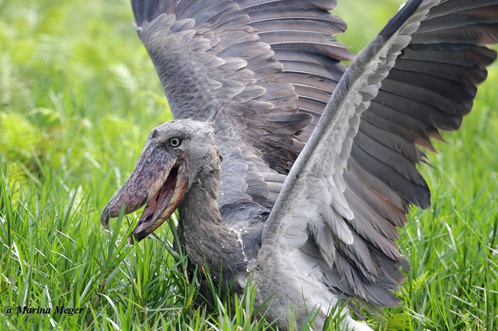 Shoebill
